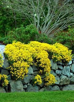 Grobeljnik Alyssum wulfenianum 'Golden Spring'