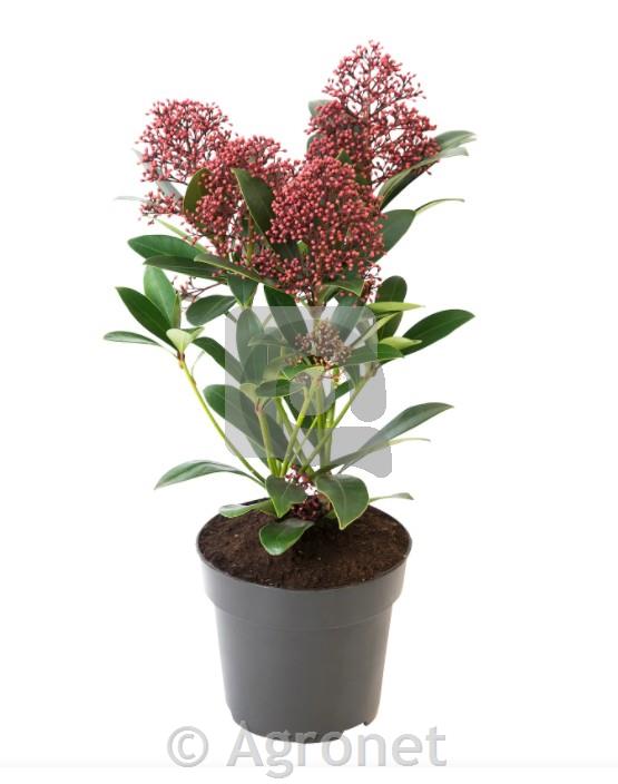 Skimmia japonica Rubella (Skimija) ø 12