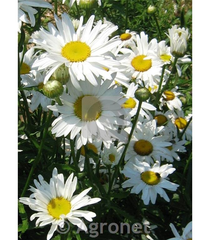 Ivanjščica Leucanthemum x superbum 'Madonna'