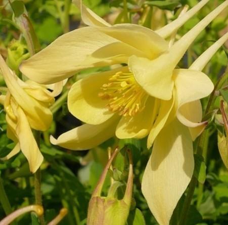 Orlica Aquilegia 'Spring Magic Yellow'