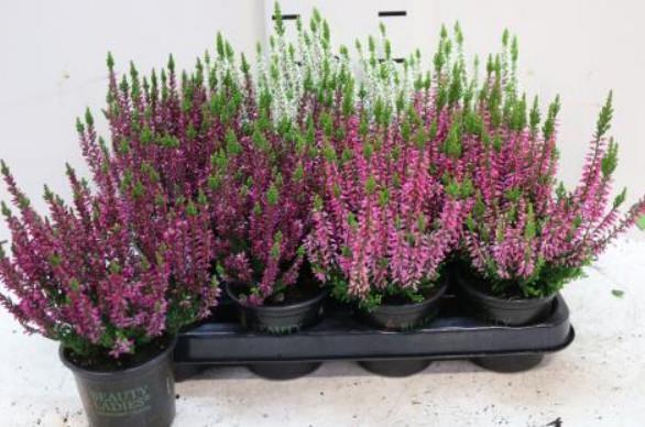 Calluna beauty ladies (Jesenska vresa) ø 13 MIX