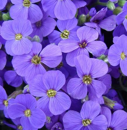 Avbrecija Aubrieta 'Hamburger Stadtpark'