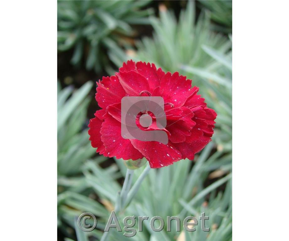 Binkoštni nagelj Dianthus gratianopolitanus 'Rubin'