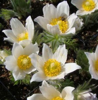 Velikonočnica Pulsatilla vulgaris 'Pinwheel White'