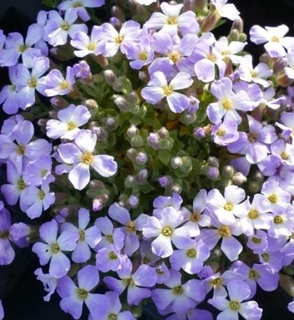 Avbrecija 'Regado Blue White Bicolour'