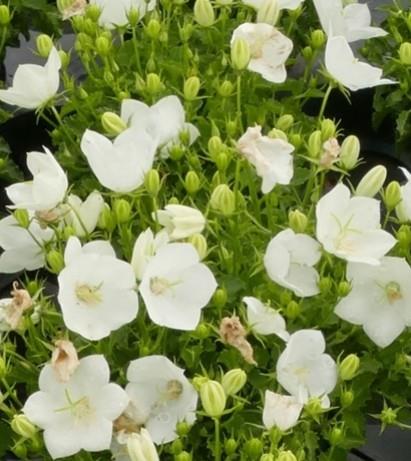 Karpatska zvončnica Campanula carpatica 'Perla White'