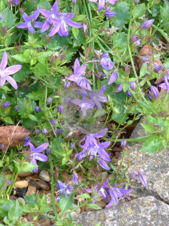 Zvončica Campanula poscharskyana 'Stella'm