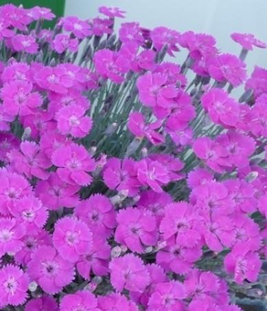 Nageljček Dianthus 'Whatfield Magenta'