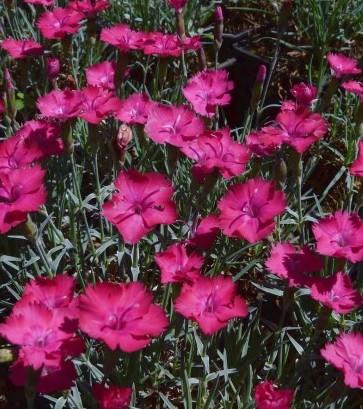 Nageljček Dianthus gratianopolitanus 'Badenia'