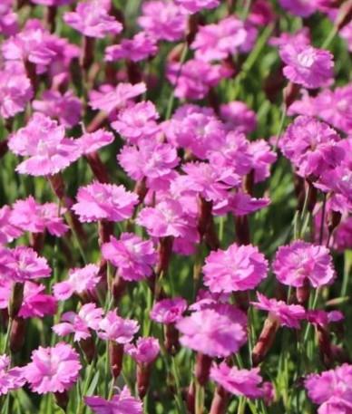 Nageljček Dianthus gratianopolitanus 'Pink Jewel'