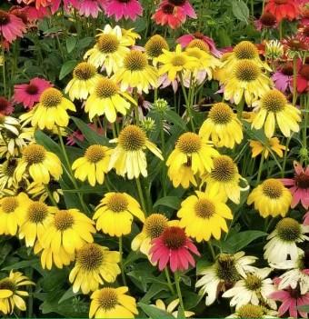 Ameriški slamnik Echinacea 'Cheyenne Spirit'