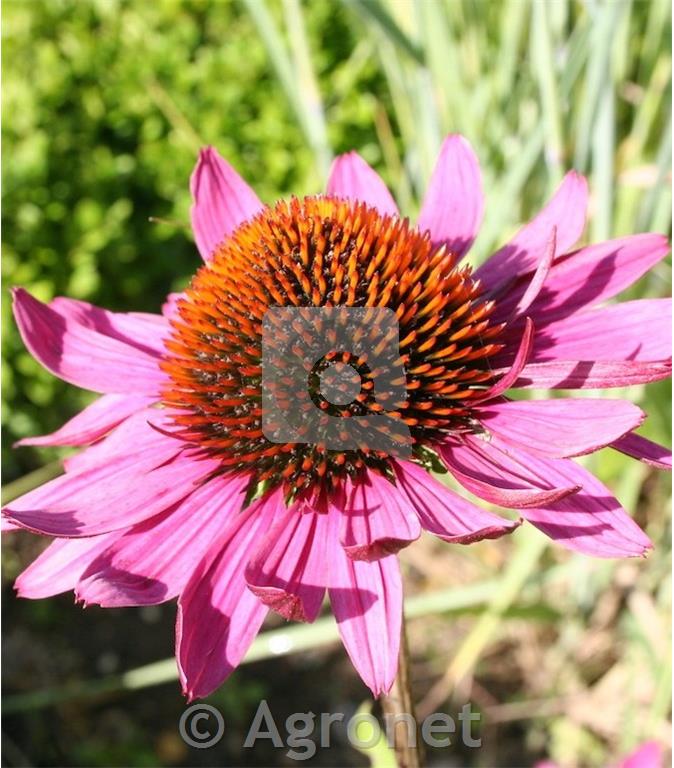 Ameriški slamnik Echinacea purpurea 'Rubinstern'