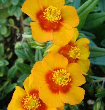 Sončece - popon Helianthemum 'Ben Heckla'