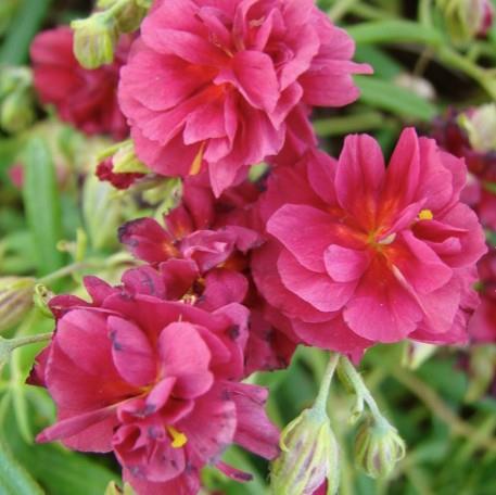 Sončece - popon Helianthemum 'Cerise Queen'