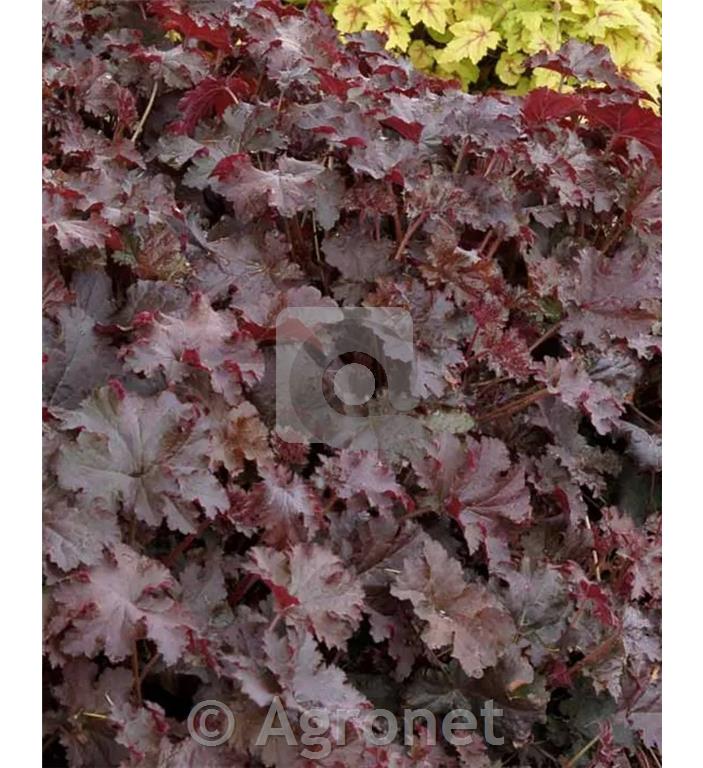 Hojhera-ognjeni dež Heuchera 'Chocolate Ruffles