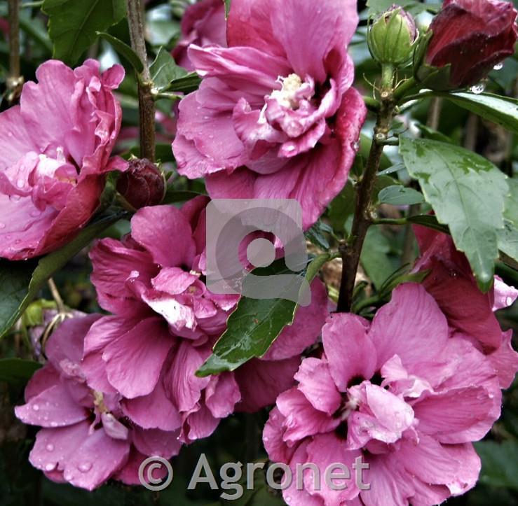 Hibiskus syriacus Piniceus Plenus