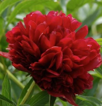 Potonika Paeonia 'Red Grace'