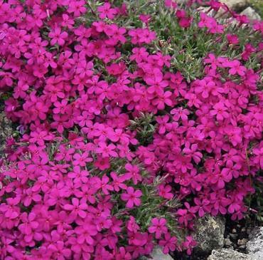 Plamenka Phlox douglasii 'Red Admiral'