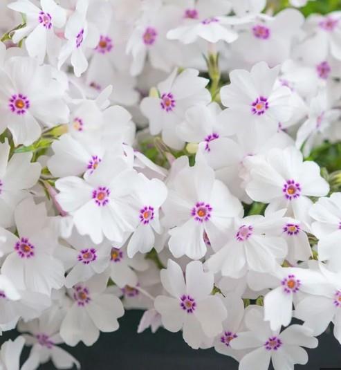 Plamenka Phlox subulata 'Amazing Grace'