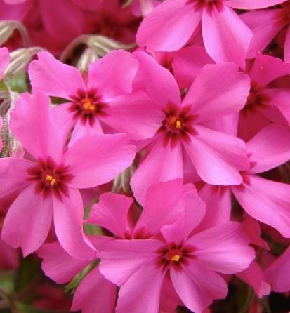 Plamenka Phlox subulata 'Emerald Cushion Blue'