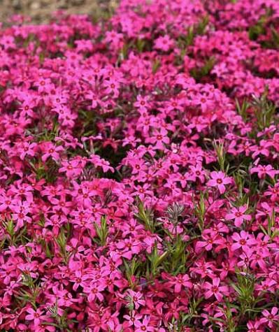 Plamenka Phlox subulata 'Red Wings'