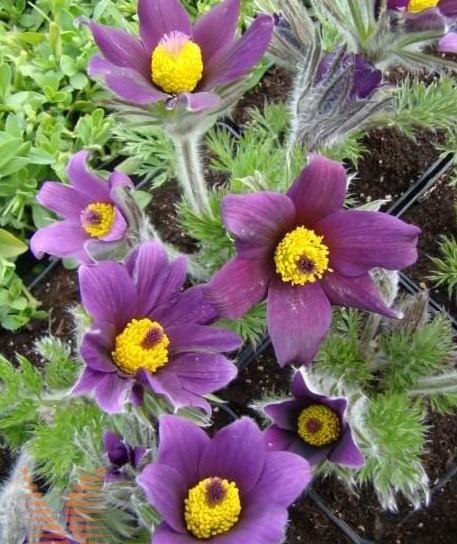 Velikonočnica-kosmatinček Pulsatilla vulgaris 'Pinwheel Blue