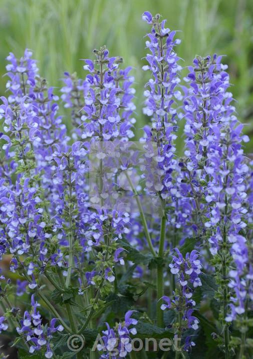 Salvija Salvia 'Azure Snow'