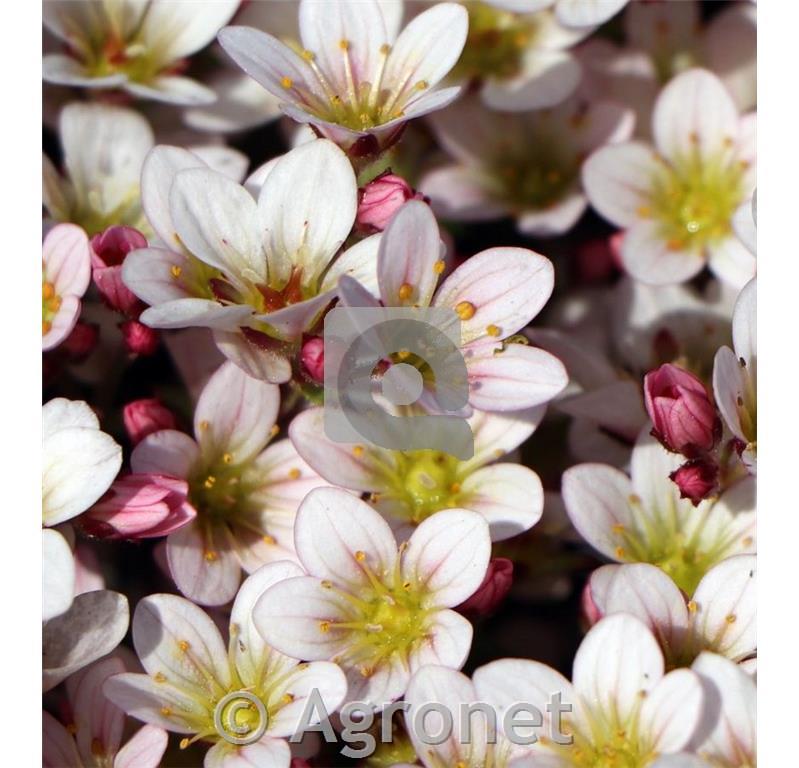 Kamnokreč Saxifraga x arendsii 'Pixi Pan Appleblossom'