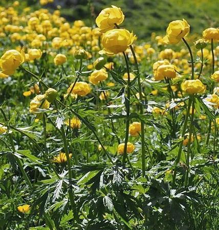 Navadna pogačica Trollius europaeus