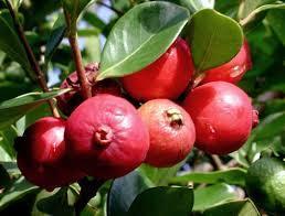 Guava (rdeča in rumena)