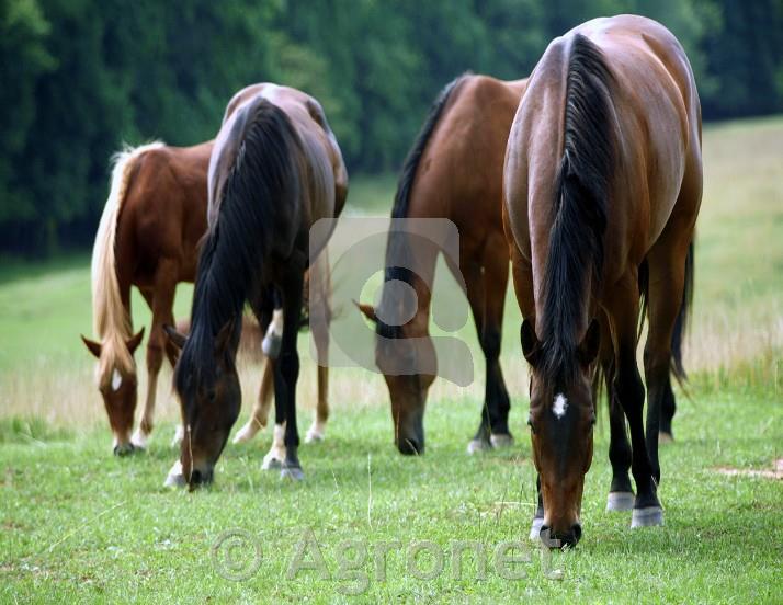 Travna mešanica Agrosaat 8 (za konje, kot paša-krma) 10 kg