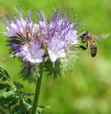 Facelija (Phacelia tanacetifolia) 1 kg