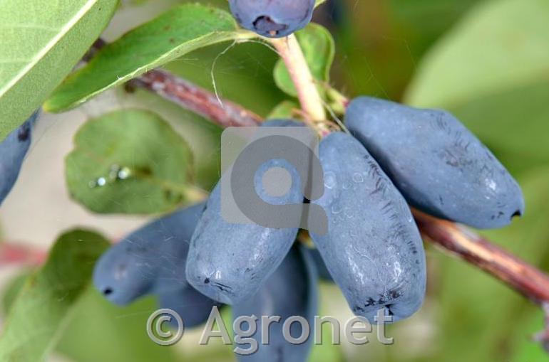 Sibirska Borovnica Candy Blue