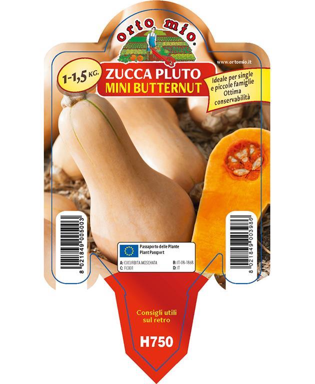 Buča Mini Butternut Pluto F1, 1 kos