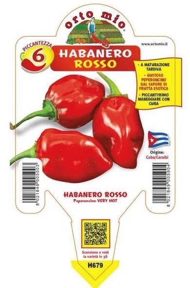 Čili Habanero Red, 1 kos