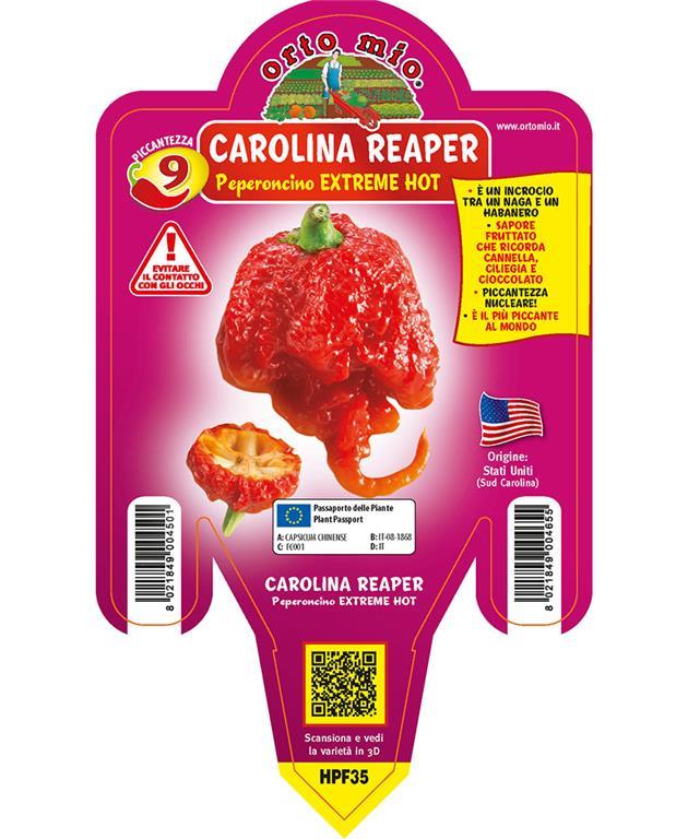 Čili Carolina Reaper, 1 kos