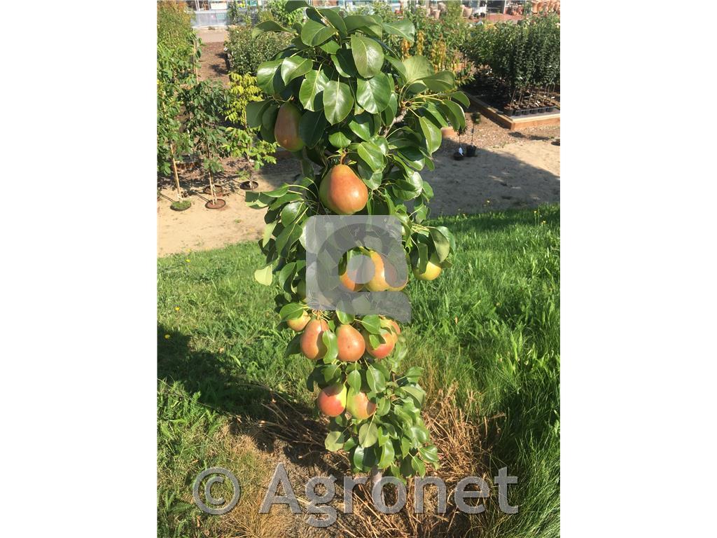 Hruška stebričasta Obelisk - agronet.si