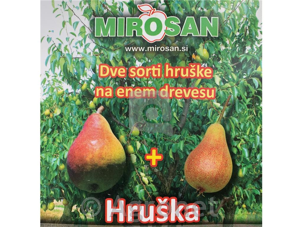 Hruška 2 sorti (Junijska lepotica in Viljamovka)