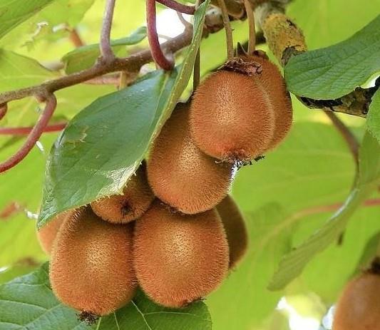 ACTINIDIA DELICIOSA SOLO KIWI C3 40-60CM