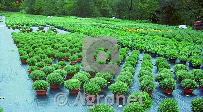 Agrotekstil 100 g/m² (4,20 m)