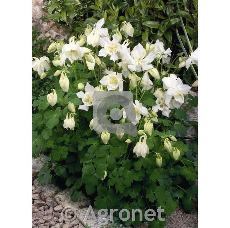 Orlica Aquilegia 'Spring Magic Yellow'