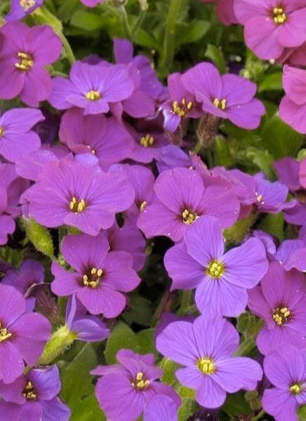 Avbrecija Aubrieta 'Hamburger Stadtpark'