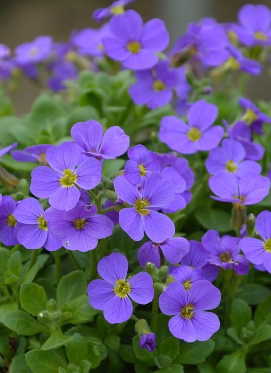 Avbrecija Aubrieta 'Hamburger Stadtpark'