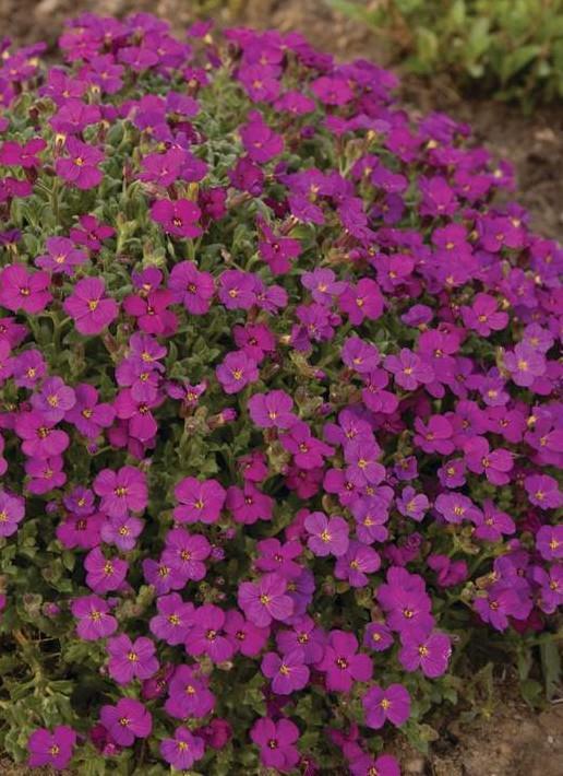 Avbrecija Aubrieta 'Hamburger Stadtpark'