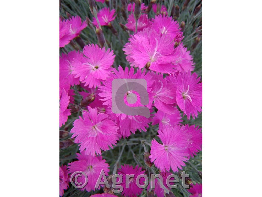 Binkoštni nagelj Dianthus gratianopolitanus 'Rubin'