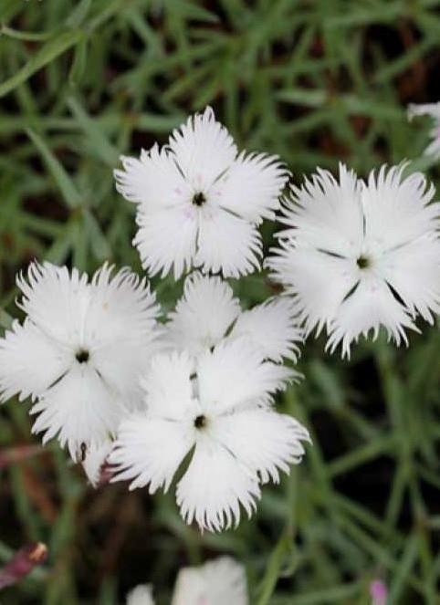 Binkoštni nagelj Dianthus gratianopolitanus 'Rubin'