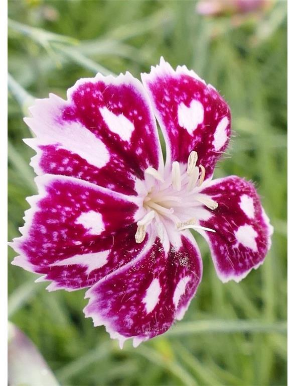 Binkoštni nagelj Dianthus gratianopolitanus 'Rubin'