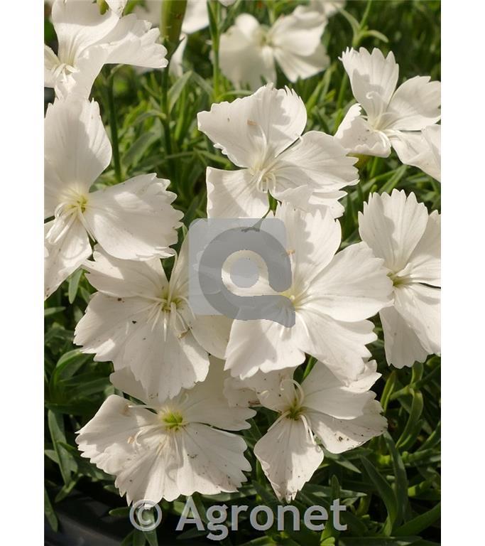 Binkoštni nagelj Dianthus gratianopolitanus 'Rubin'