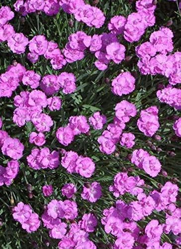 Binkoštni nagelj Dianthus gratianopolitanus 'Rubin'