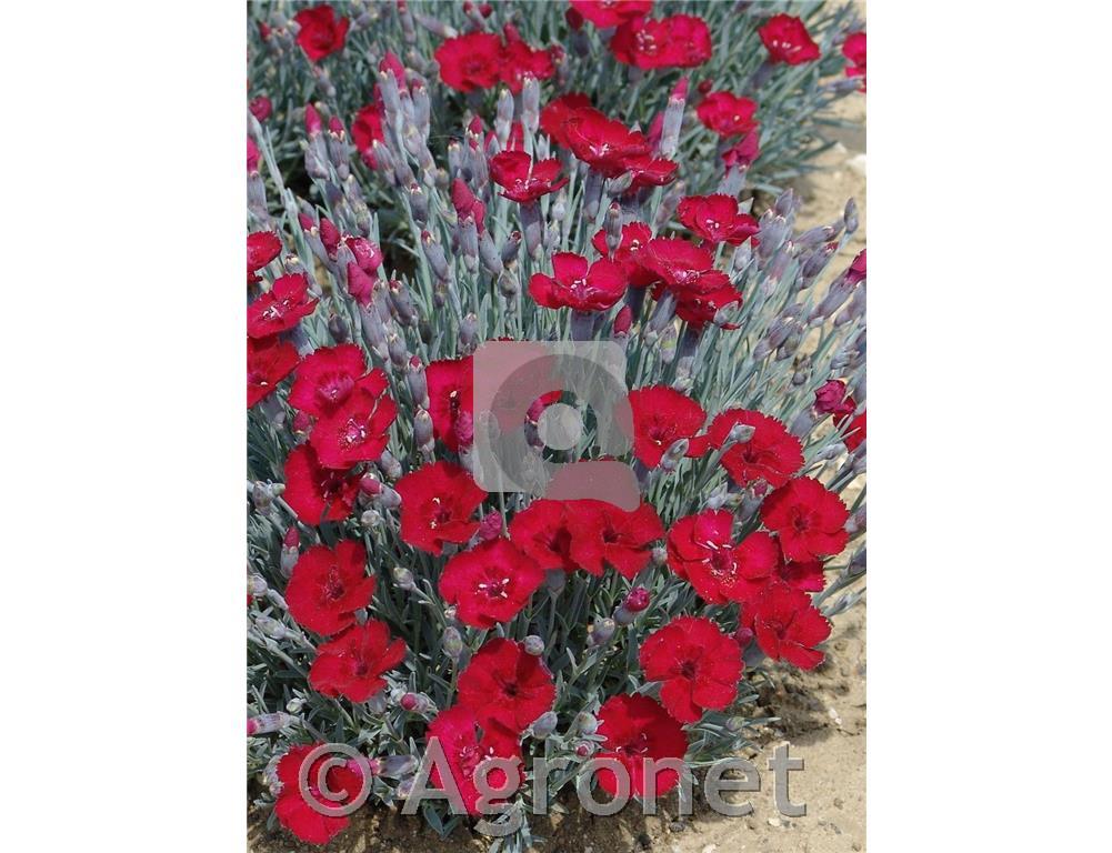 Binkoštni nagelj Dianthus gratianopolitanus 'Rubin'